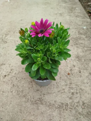 Margaritas del Cabo en Maceta