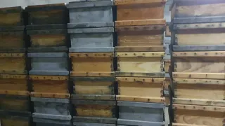 Alzas Langstroth transhumante.  57 unidades