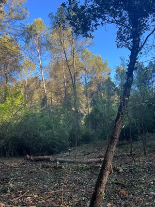 Trabajos forestales limpieza parcelas terrenos