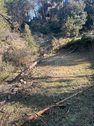 Trabajos forestales limpieza parcelas terrenos