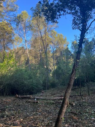 Trabajos forestales limpieza parcelas terrenos