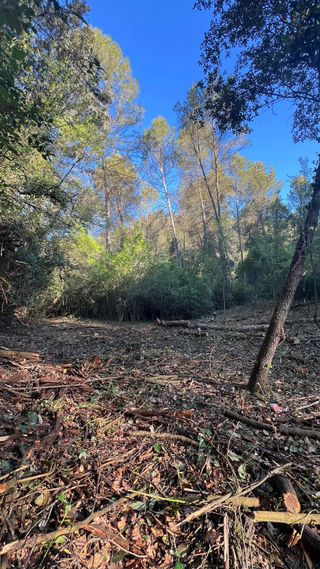 Trabajos forestales limpieza parcelas terrenos