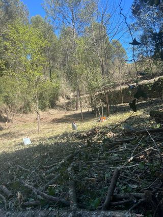 Trabajos forestales limpieza parcelas terrenos