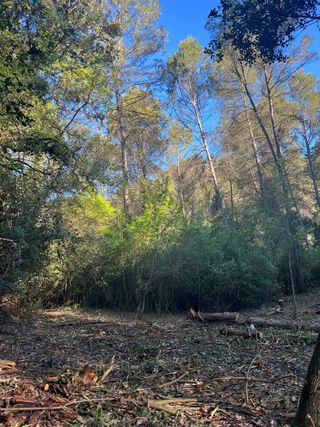 Trabajos forestales limpieza parcelas terrenos