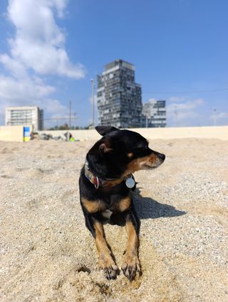 Paseador de perros