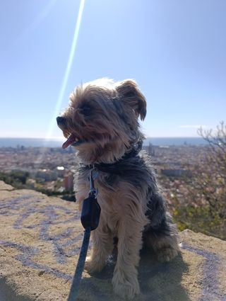 Paseador de perros