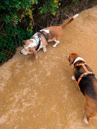 Paseador de perros