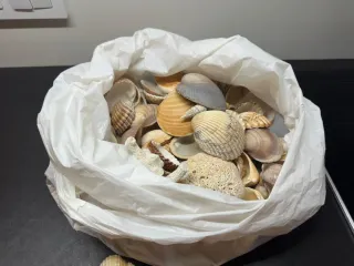 Lote Collezione Mare: Fossile, Ricci di Mare e Conchiglie