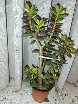 Planta Jade
