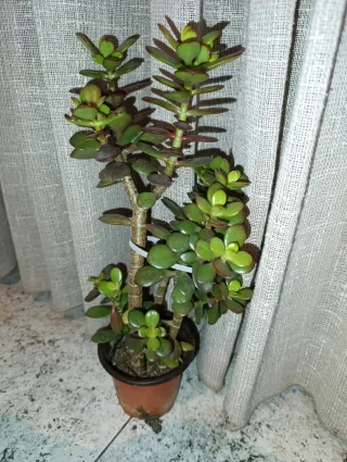 Planta Jade