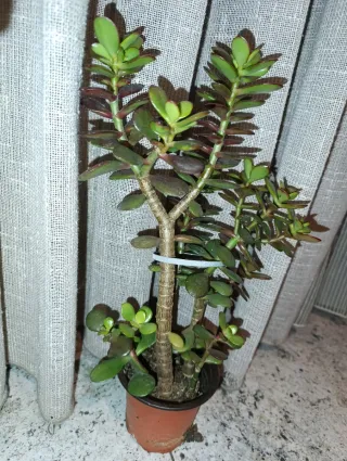 Planta Jade
