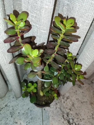Planta Jade
