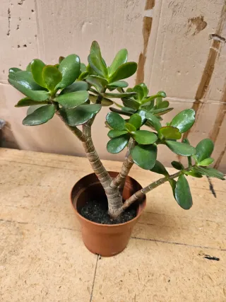 Crassula Ovata / Árbol de Jade