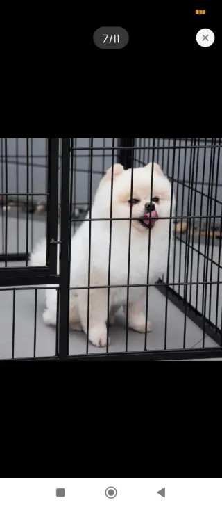 Parco per animali in metallo