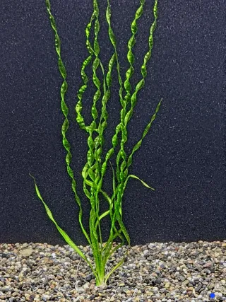 Echinodorus Vesubius plantas de acuario