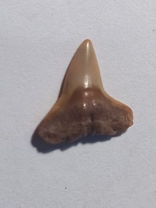 Fossili di squalo Toro (Carcharhinus Leucas)