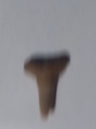 Fossili di squalo Toro (Carcharhinus Leucas)