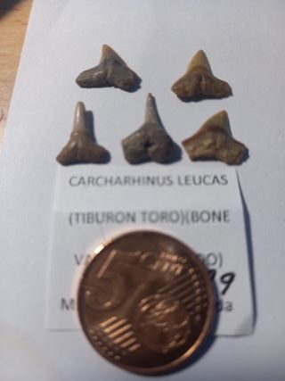 Fossili di squalo Toro (Carcharhinus Leucas)