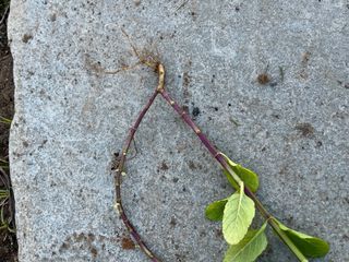 Talea di Menta Pianta Aromatica