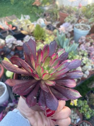 Aeonium Mardi Grass