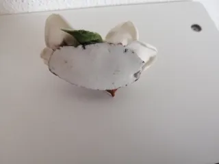 Roselline in ceramica