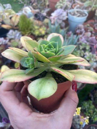 Aeonium Sunburst