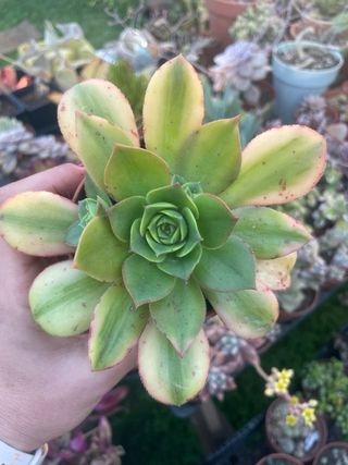Aeonium Sunburst