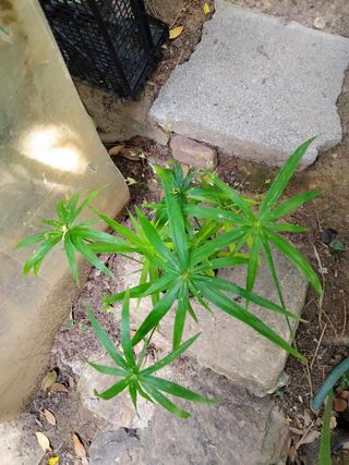 Pianta Papiro Cyperus alternifolius