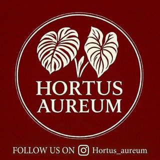 Monstera Albo Deliciosa