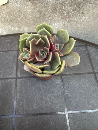 Echeveria Suculenta