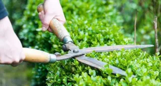 Servicio de jardinería