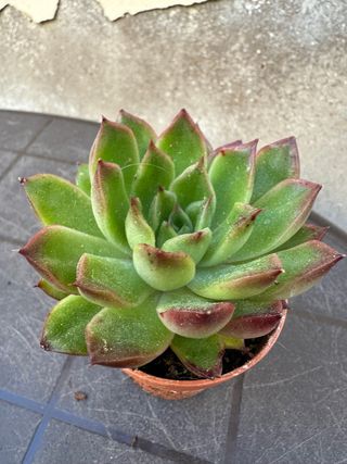 Echeveria planta suculenta