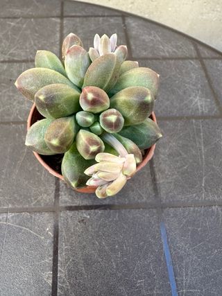 Echeveria planta suculenta