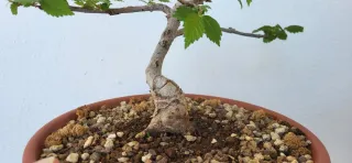 Bonsai de Olmo