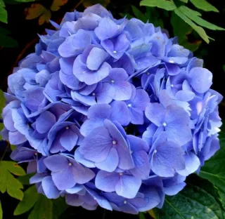 Hortensias de colores (varitas para clavar)