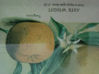 Quadro botanico agrumi vintage