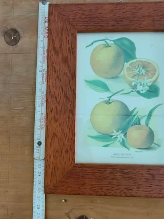 Quadro botanico agrumi vintage