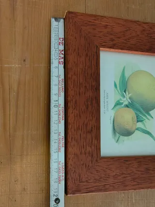 Quadro botanico agrumi vintage