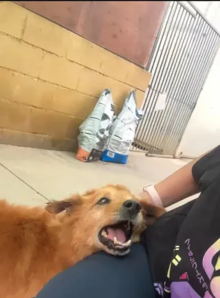 Paseadora de perros