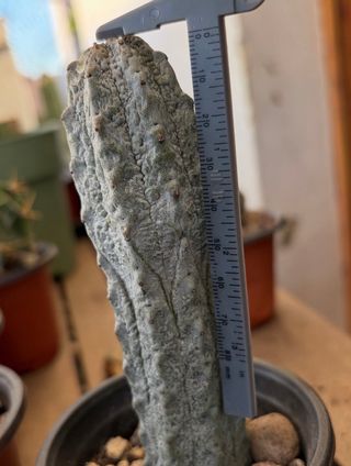 Planta cactus euphorbia adderkuri