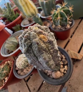 Planta cactus euphorbia adderkuri