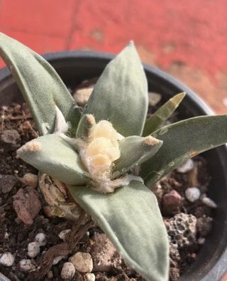 Planta ariocarpus retusus en maceta