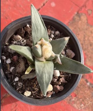 Planta ariocarpus retusus en maceta