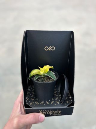 Planta Xerophyte Collection M