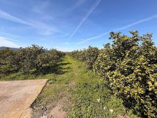 Terreno en venta en Almenara