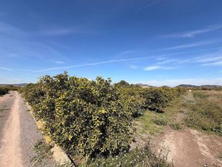 Terreno en venta en Almenara