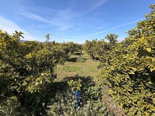 Terreno en venta en Almenara