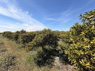 Terreno en venta en Almenara