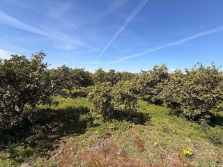 Terreno en venta en Almenara