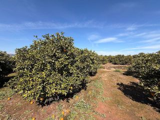 Terreno en venta en Almenara